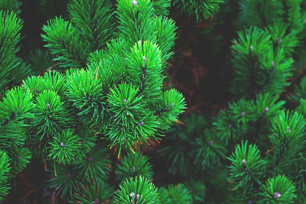 echinacea chaga pine tincture