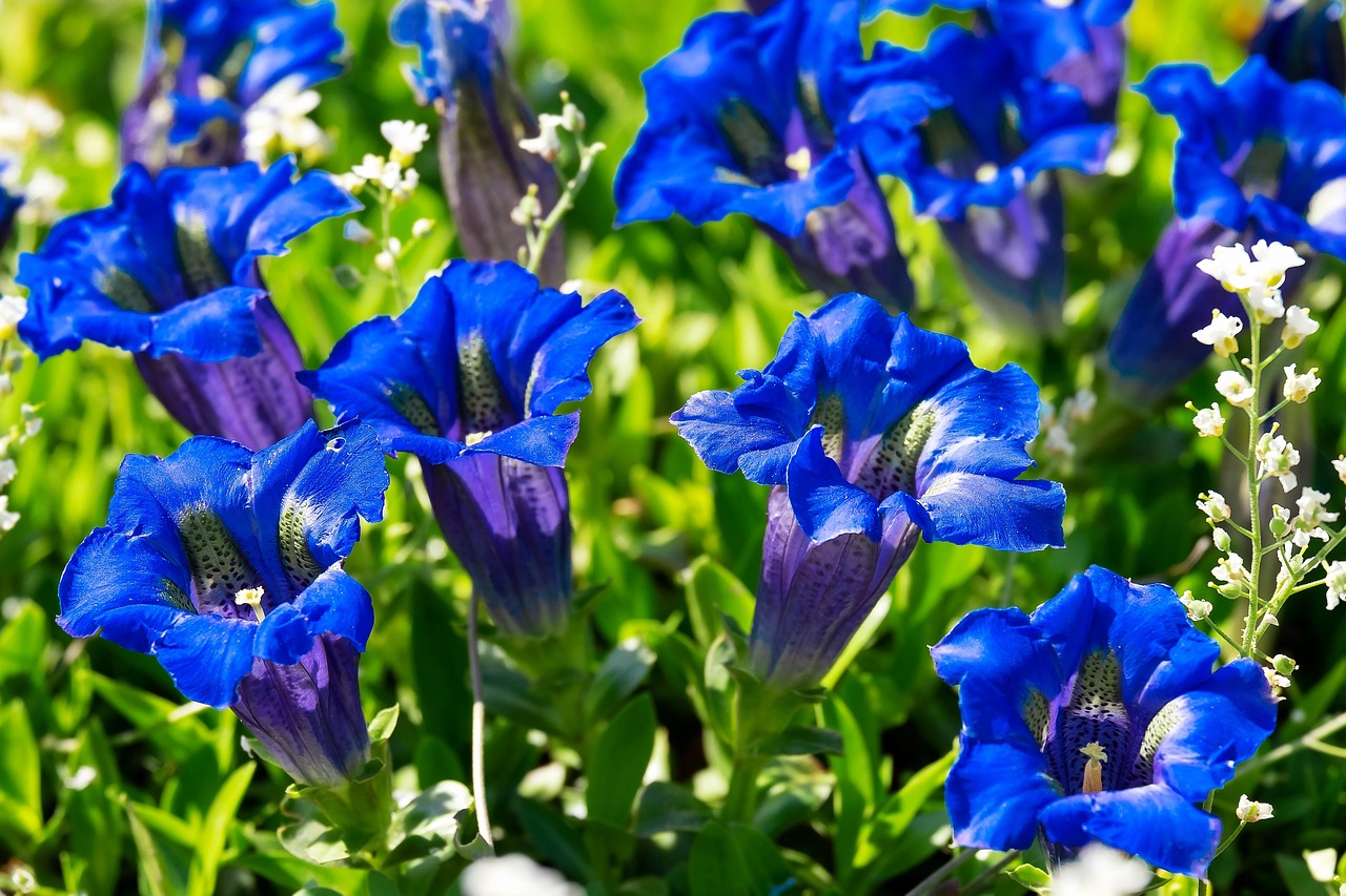 gentian flower botanical