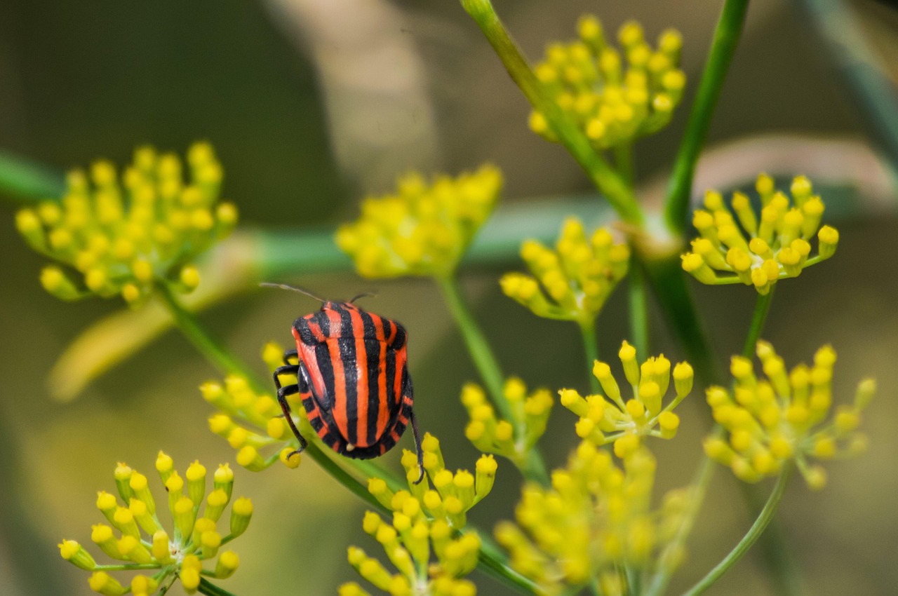 fennel plant seeds