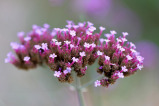 lemon verbena herb