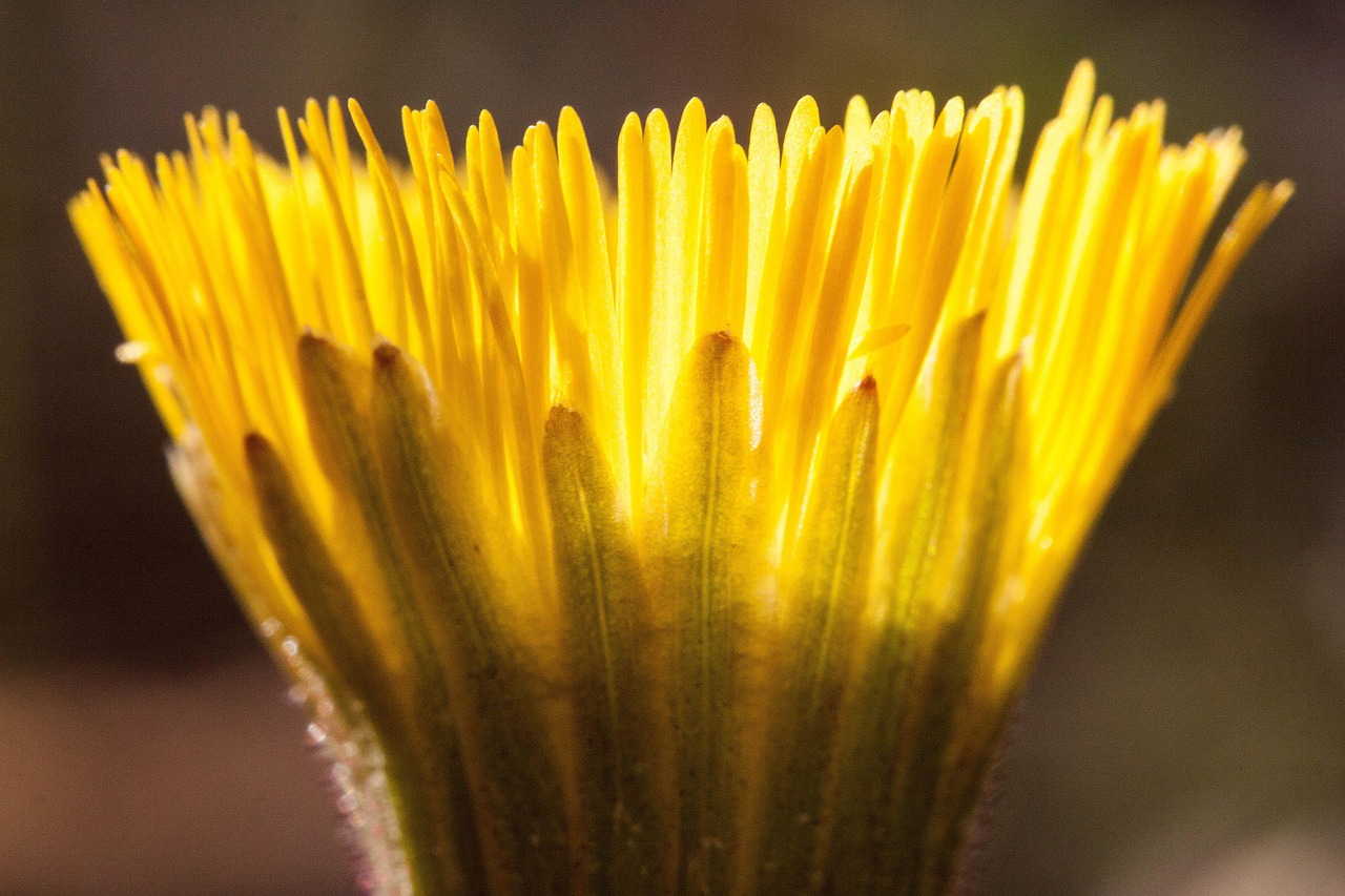 elecampane plant flower