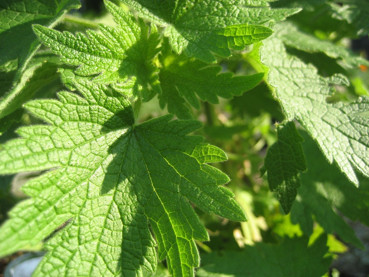 motherwort herb plant