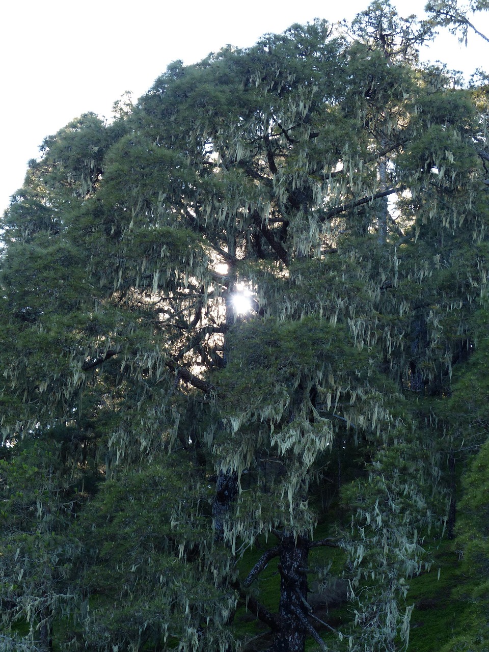 usnea lichen