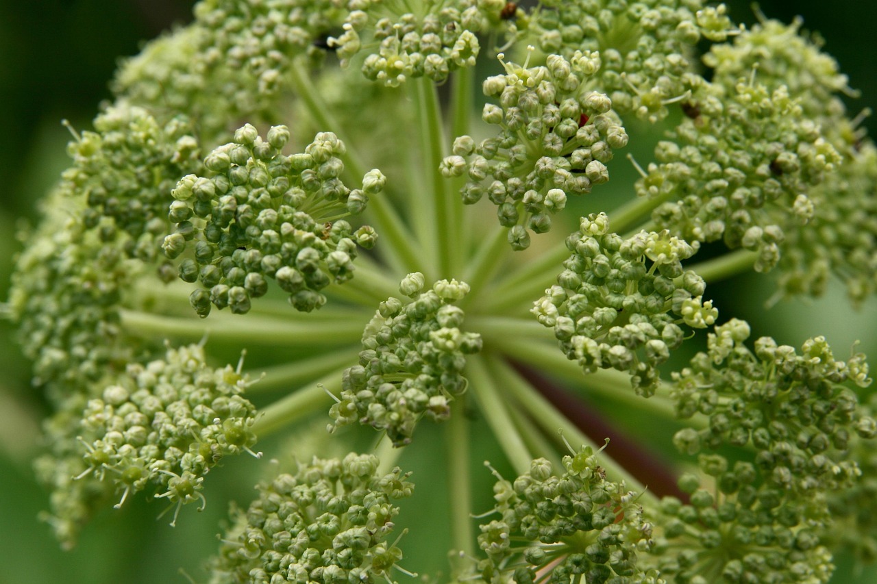 angelica archangelica plant flower