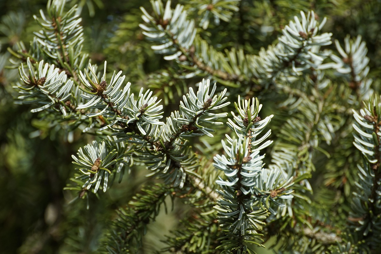 pine needles branch