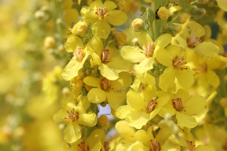 mullein pine herbal tincture