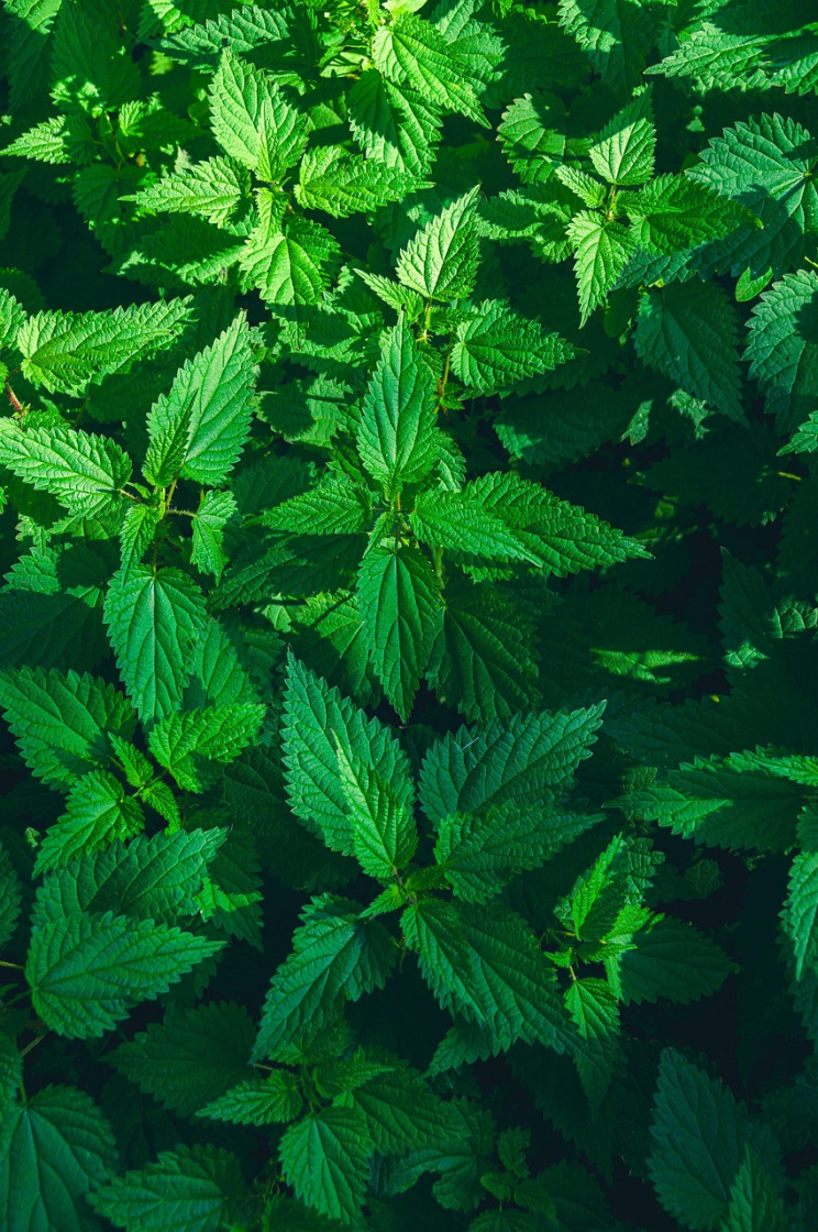 nettle herb leaf