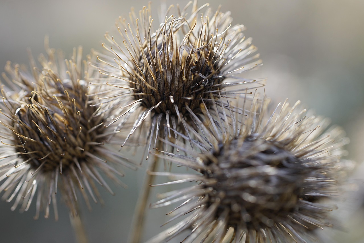 arctium lappa burdock plant