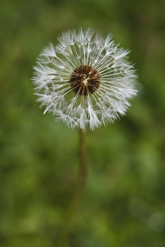 dandelion flower botanical