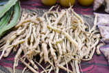 ashwagandha root herb