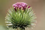 burdock root herb